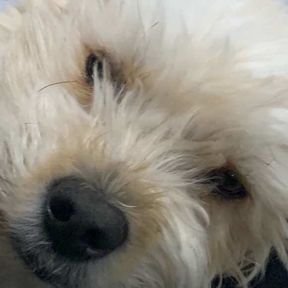 Meet your Posher, Kylie - Picture 10 of 10